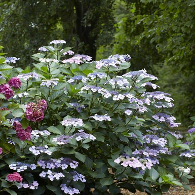 Гортензия крупнолистная Mariesii Perfecta