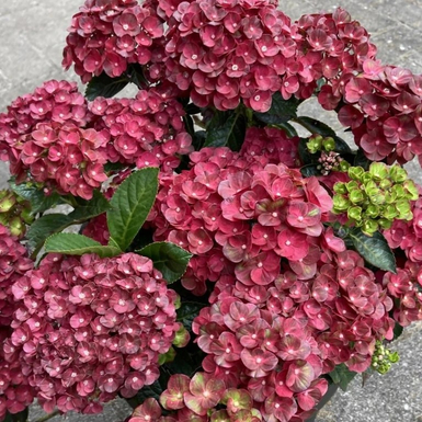 Гортензия крупнолистная Rebelion Choco Love