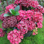 Гортензия крупнолистная Rebelion Pistachio Love