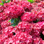 Гортензия крупнолистная Rebelion Red Love