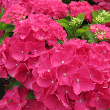 Гортензия крупнолистная Rebelion Dark Pink Love