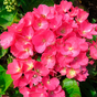 Гортензия крупнолистная Rebelion Dark Pink Love