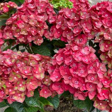 Гортензия крупнолистная Rebelion Farrari Love