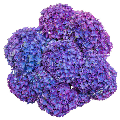 Гортензия крупнолистная Vox Hero Blue