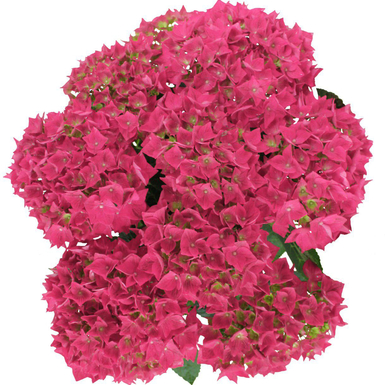 Гортензия крупнолистная Vox Hero Pink