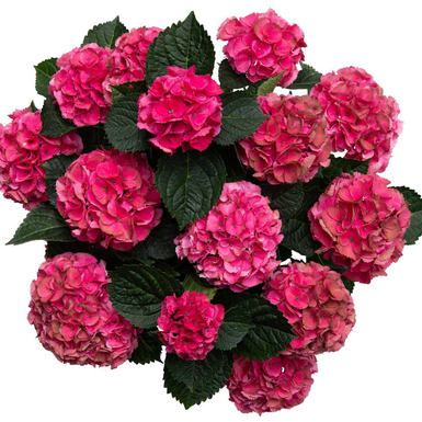 Гортензия крупнолистная Vox Marble Pink