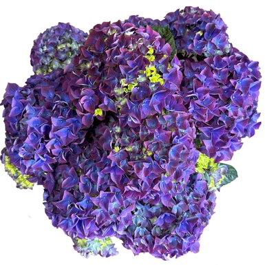 Гортензия крупнолистная Vox Marine Purple