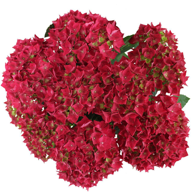 Гортензия крупнолистная Vox Marine Red