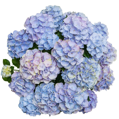 Гортензия крупнолистная Vox Pastel Blue