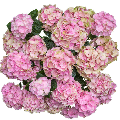 Гортензия крупнолистная Vox Pastel Pink