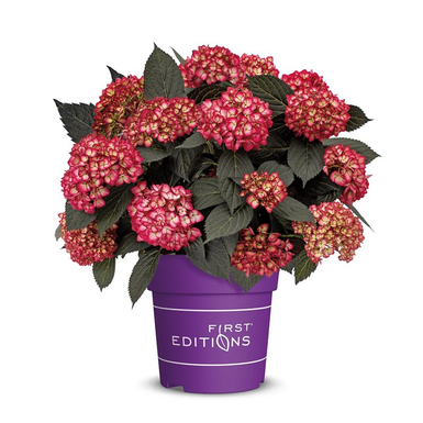 Гортензия крупнолистная Eclips First Editions