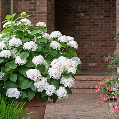 Гортензия крупнолистная Endless Summer The Bride