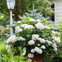 Гортензия крупнолистная Endless Summer The Bride