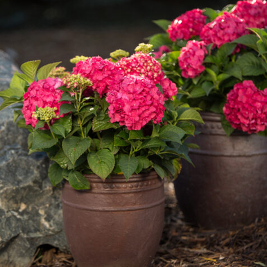 Гортензия крупнолистная Endless Summer Summer Love Red