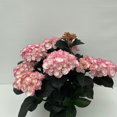 Гортензия крупнолистная Black Diamonds Midnight Pearl