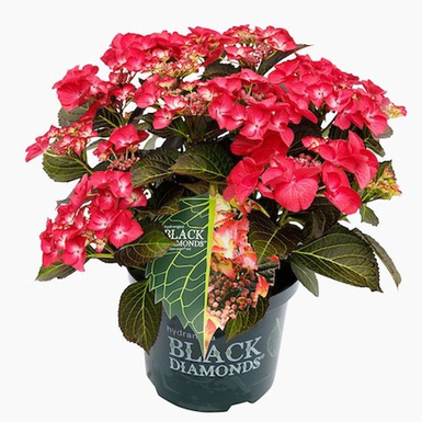 Гортензия крупнолистная Black Diamonds Dark Angel red