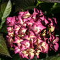 Гортензия крупнолистная Black Diamonds Dark Angel purple