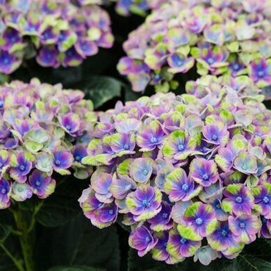 Гортензия крупнолистная Magical Blue Amethyst