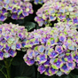 Гортензия крупнолистная Magical Blue Amethyst
