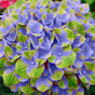 Гортензия крупнолистная Magical Blue Amethyst