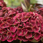 Гортензия крупнолистная Magical Red Amethyst