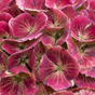 Гортензия крупнолистная Magical Red Amethyst
