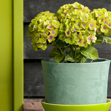 Гортензия крупнолистная Magical Green Delight