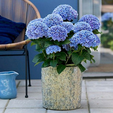 Гортензия крупнолистная Magical Opal Blue