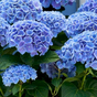 Гортензия крупнолистная Magical Opal Blue