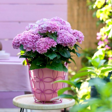 Гортензия крупнолистная Magical Opal Pink