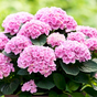 Гортензия крупнолистная Magical Opal Pink