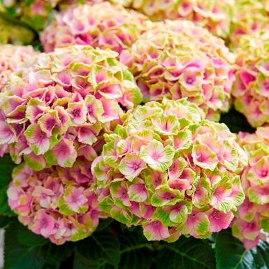 Гортензия крупнолистная Magical Jewel Pink