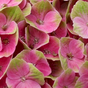 Гортензия крупнолистная Magical Jewel Pink