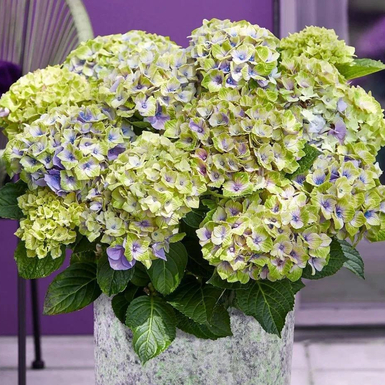 Гортензия крупнолистная Magical Jewel Blue