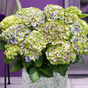 Гортензия крупнолистная Magical Jewel Blue