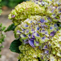 Гортензия крупнолистная Magical Jewel Blue