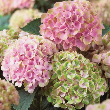 Гортензия крупнолистная Magical Revolution pink