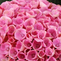 Гортензия крупнолистная Magical Revolution pink