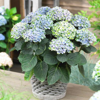 Гортензия крупнолистная Magical Revolution bluе