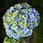 Гортензия крупнолистная Magical Revolution bluе