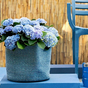 Гортензия крупнолистная Magical Revolution bluе