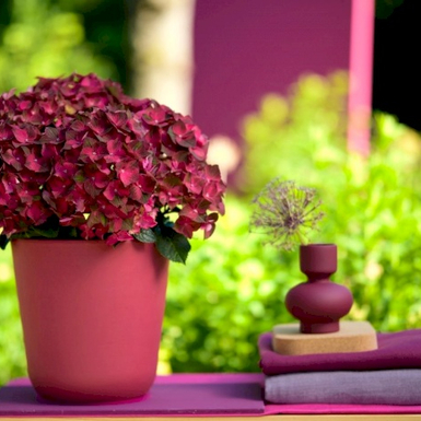 Гортензия крупнолистная Magical Ruby Tuesday