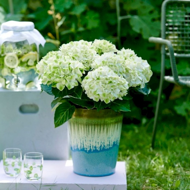 Гортензия крупнолистная Magical Wings