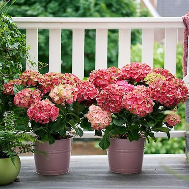 Гортензия крупнолистная Magical Greenfire