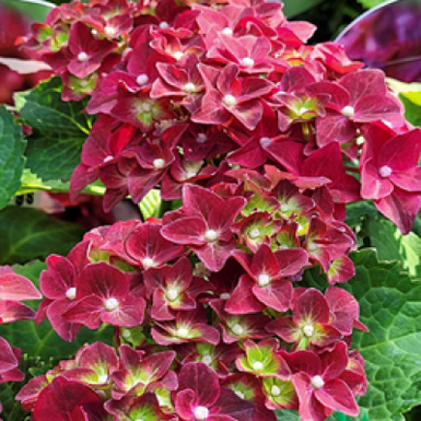 Гортензия крупнолистная Royalty Collection Fire Wings