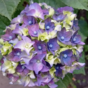 Гортензия крупнолистная Royalty Collection Lady Mata Hari Blue