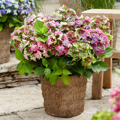 Гортензия крупнолистная Royalty Collection Lady Mata Hari Pink