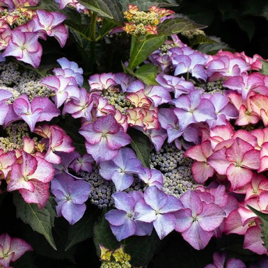 Гортензия крупнолистная Royalty Collection Tiffany Purple
