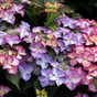 Гортензия крупнолистная Royalty Collection Tiffany Purple