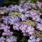 Гортензия крупнолистная Royalty Collection Tiffany Purple